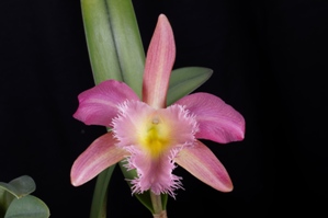 Rhyncholaeliocattleya Groganiae Geniva's Pink Lace HCC/AOS 77 pts.